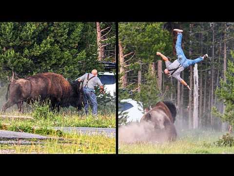 Craziest Animal Encounters on the Internet