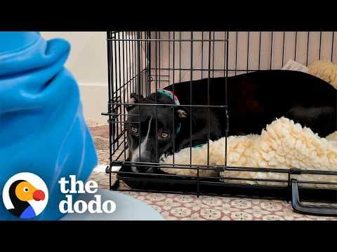 Grieving Foster Dog Is Afraid Of Everyone Except One Person | The Dodo