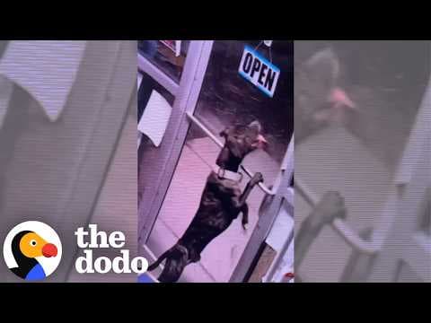 Dog Unlocks Shelter Door And Runs Back to His Old Home | The Dodo