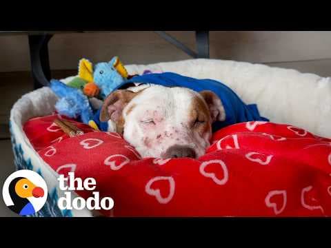 Pittie Covered in Scars Learns How to Show Her Sweet Smile | The Dodo