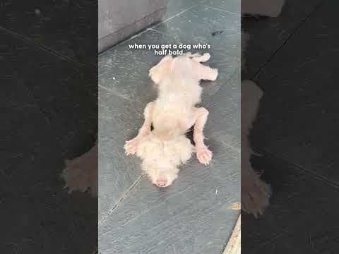 Scraggly Dog Gives His Best Smile So Someone Will Choose Him | The Dodo