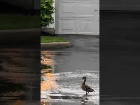 Mama Duck Leads Couple To Her Babies Trapped Underground | The Dodo