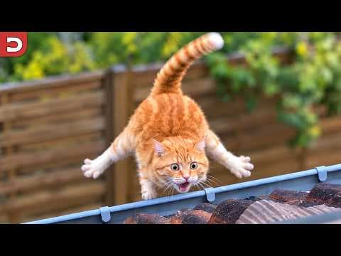 Funniest Cat Videos Ever (Part 2)