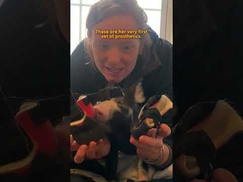 600-Pound Disabled Pig Is Her Daddy’s Little Girl | The Dodo