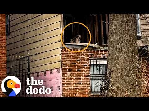 Pittie Was Alone In An Abandoned House As A Snow Storm Closed In | The Dodo