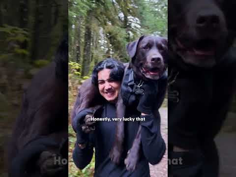 Family Carries Their Injured Lab 7 Kilometers Down A Mountain | The Dodo