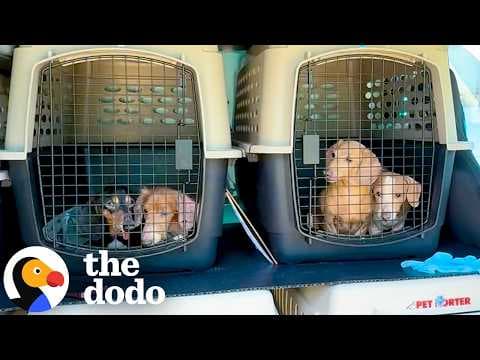 Woman Helps 40+ Senior Dachshunds Find Homes After Breeder Gives Them Up | The Dodo