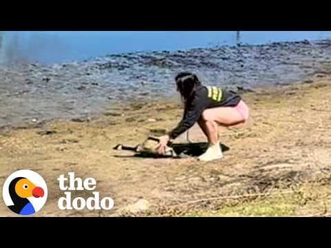 Rescuer Follows Her Gut Across Town To Find Goose In Trouble | The Dodo