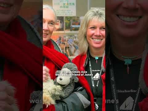 Rescued Chimp Pauses To Hug Jane Goodall Before Returning To The Wild | The Dodo