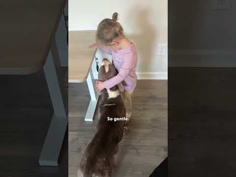 Freezing Pittie Thrown Out Of Owner's Car Is The Gentlest Baby | The Dodo