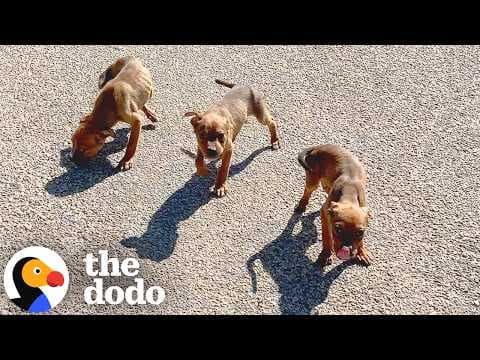 Family Finds An Entire Litter Of Puppies And Takes Them Home | The Dodo