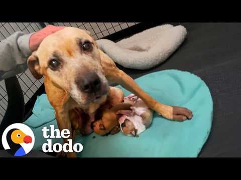 Mama Dog Dumped At The Shelter Walks Herself Into A Better Life | The Dodo