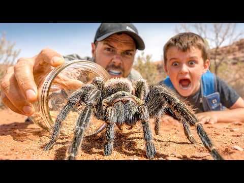 Catching Spiders with Subscribers!