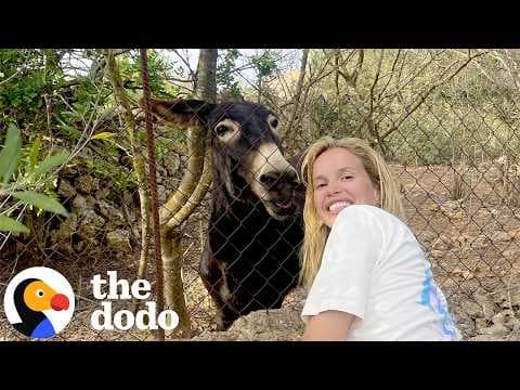 Jess Taylor’s 10-Year Friendship With A Donkey Started By Climbing A Wall | The Dodo
