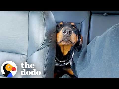 Stray Dog Begging For Love Gets Adopted By Family of Lookalikes | The Dodo