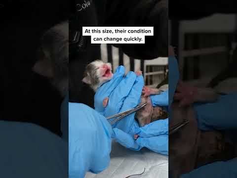 Intaking 8 one-day-old kittens.