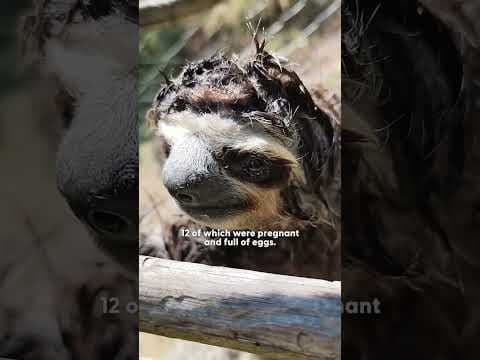 See The Relief On This Sloth's Face After 40 Ticks Are Removed | The Dodo