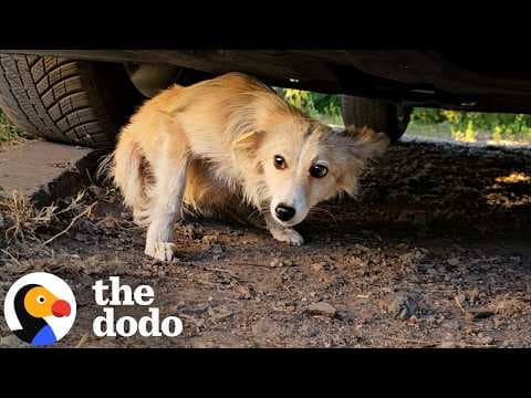 Man Saves Tiny Dog Who Was Found Beat Up Under A Car | The Dodo