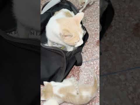 Kittens Dumped In The Rain Get Reunited With Their Mama | The Dodo