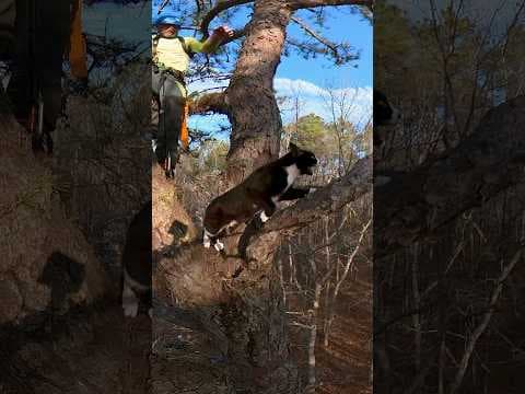 Cat Trapped In Tree For 5 Days Inches Closer To The Edge | The Dodo