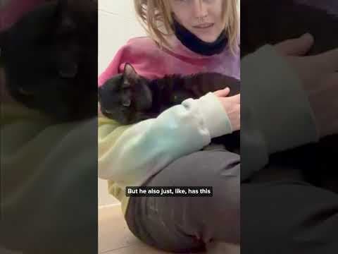 15 cats in one small apartment. This is one of their stories.
