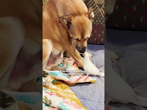 Dog And Bird Act Just Like Real Siblings | The Dodo