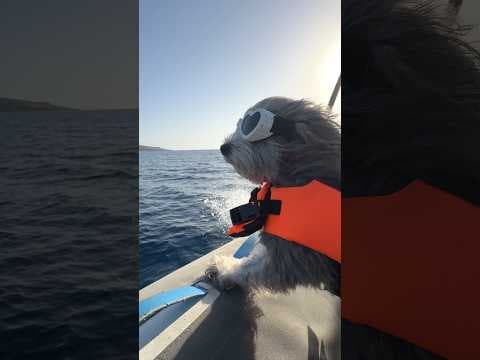 Dog Nearly Passed Over For Being “Too Fearful” Becomes A World Traveler | The Dodo