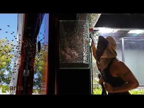 I Added a Bee Hive to My Giant Ecosystem Vivariums