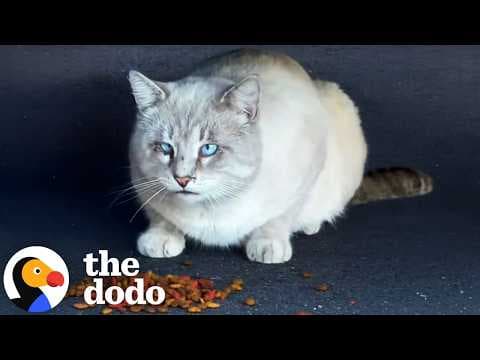 Bullied Stray Cat Finally Learns to Trust and Finds a Friend | The Dodo