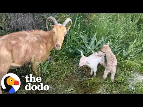 Goat Has Babies After Getting Hit By A Car — So We Went To Visit Them | The Dodo