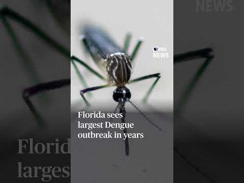 Florida sees largest Dengue outbreak in years