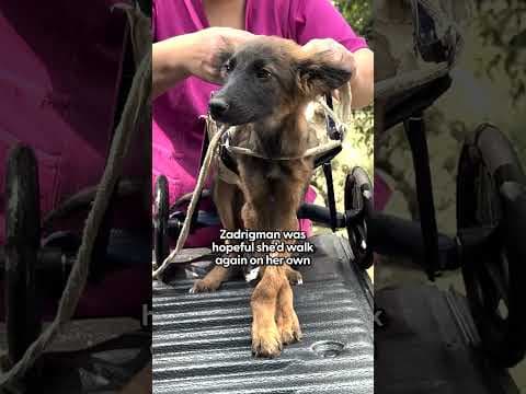 Tiny Puppy Refused To Leave His Paralyzed Sister's Side  | The Dodo