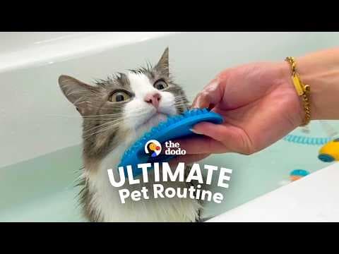 Cat Who Loves The Water Waits In The Tub For Bath Time | The Dodo