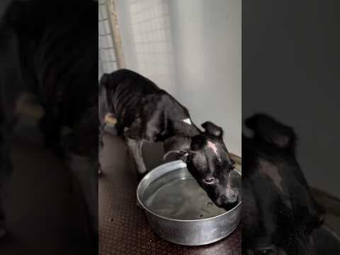 Puppy Mistaken For 9 Weeks Old Makes An Incredible Comeback | The Dodo