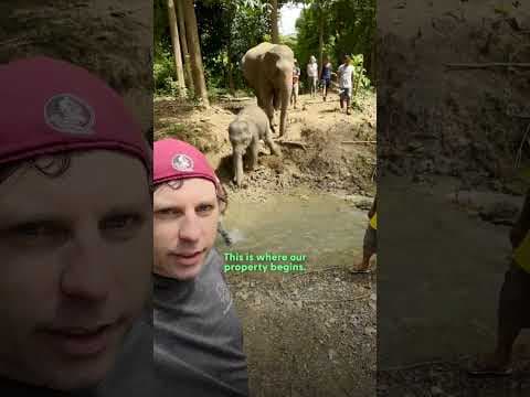 Baby Elephant Is So Excited To Be Freed From Chains | The Dodo