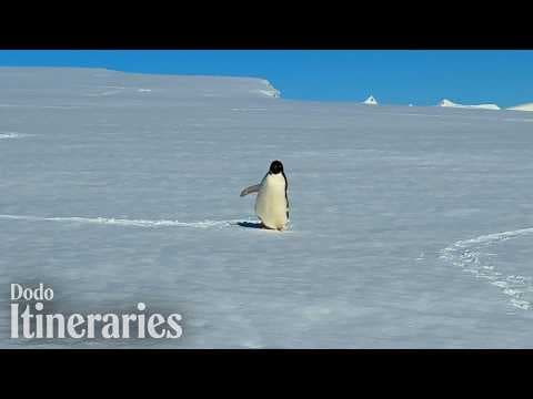 An Adélie Penguin Slid Right Past Us in Antarctica | Dodo Itineraries