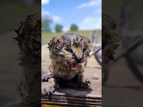 Wild Serval Kittens Found After Fire Make An Incredible Comeback | The Dodo