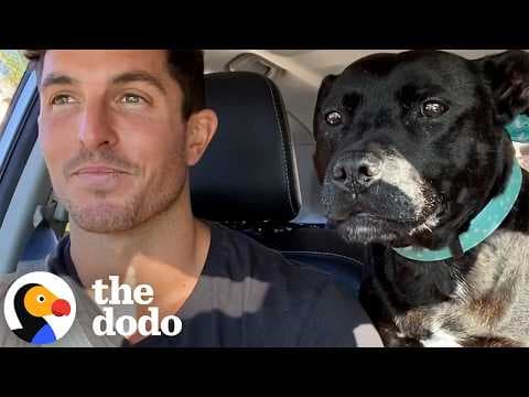 Pittie Screams Like A Seal When Dad Says “Beach” | The Dodo