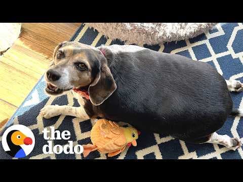 Foster Dad Thought This 72-Pound Beagle Was AI | The Dodo