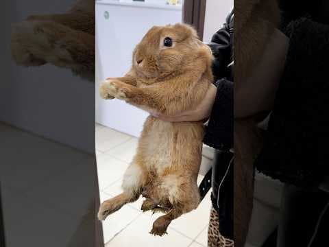 Former Class Bunny Found Unable To Use His Legs Is Actually A Total Rascal | The Dodo