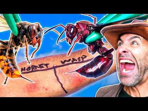 STUNG by a Wasp & Hornet (Do Not Attempt)!
