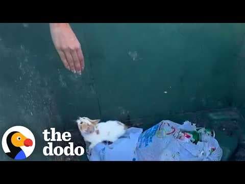 Woman Digs Small Kitten Out of Trash | The Dodo