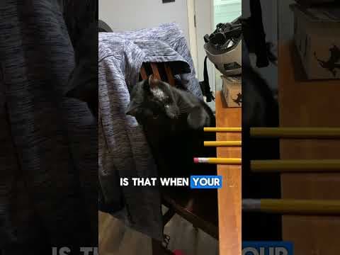 Your cat isn't knocking things off the shelf to spite you