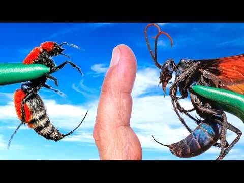 DOUBLE STING! Cow Killer vs. Tarantula Hawk