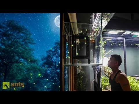 I Connected My Vivariums to the Outside World