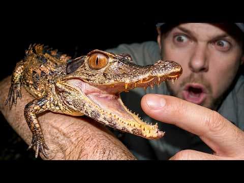 Rare Mini Croc CAUGHT in the Amazon Rainforest!