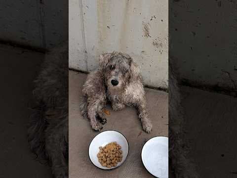 Dog Who Mysteriously Couldn't Walk Starts Running Once He Finds A Family | The Dodo