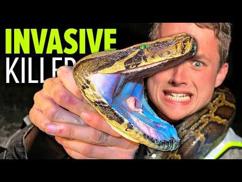Why This Giant Killer Snake is Destroying Florida 