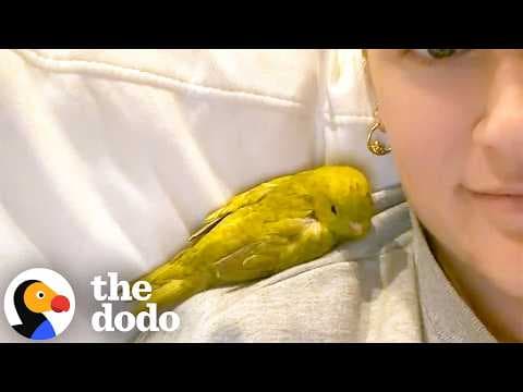 Clingy Parakeet Wants To Be Attached To Her Mom 24/7 | The Dodo
