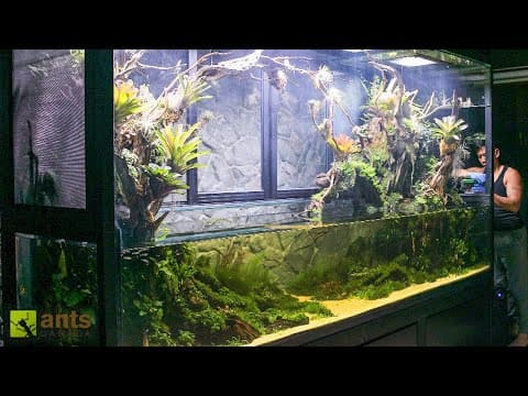 I Released FROGS Into My Giant Rainforest Vivariums